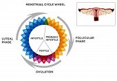 image of organ  - Menstrual cycle calendar - JPG 