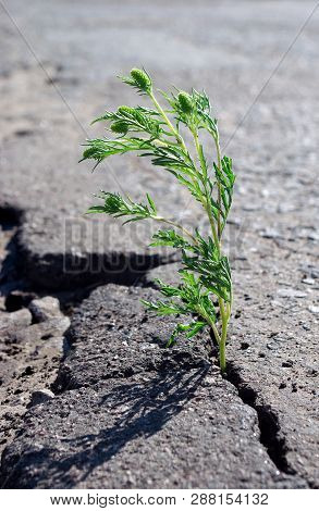 Poster: A Crack In The Asphalt
