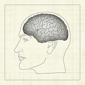 stock photo of cerebral  - Brain - JPG 