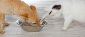 picture of dog  - Cat trying to steal food from the dog bowl whilst the dog is eating - JPG 