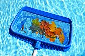 foto of blue  - Cleaning swimming pool of fall leaves with blue skimmer before closing - JPG 