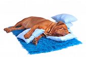 pic of dog  - Dog is sleeping sweetly on its blue carpet - JPG 