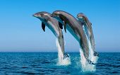 picture of watch  - Dolphin jumps and dance up on the water - JPG 