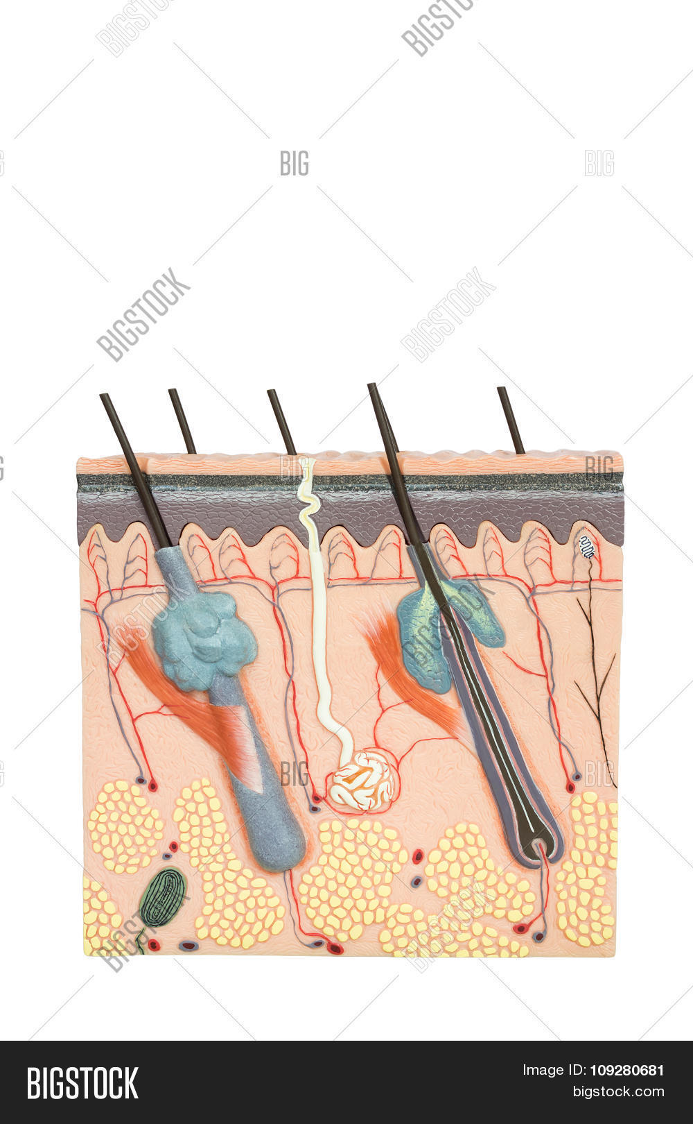 human skin stock photo 169 chaoss 1695911 model human skin tissue isolated on white background stock photo stock images bigstock human skin stock photo 169 chaoss 1695911 model human skin tissue isolated on white background stock photo stock images bigstock