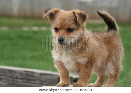 yorkie bichon mix price yo chon puppy stock photo stock images bigstock yorkie bichon mix price yo chon puppy stock photo stock images bigstock