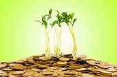 picture of money  - Money growth concept with coins and seedling - JPG 