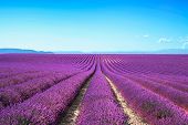 foto of france  - Lavender flower blooming scented fields in endless rows - JPG 
