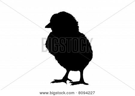 a silhouette of a cute little baby chicken