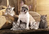 foto of animals  - Cat and dog - JPG 