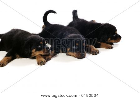 Cute Rottweiler Puppy