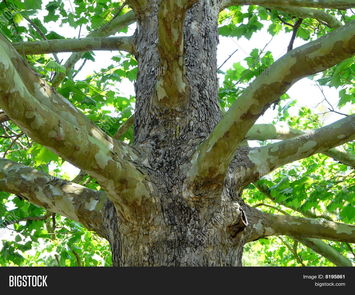 Sycamore Tree Bark Stock Photo & Stock Images Bigstock