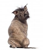 stock photo of dog  - Rear view of a Hairless Mixed - JPG 