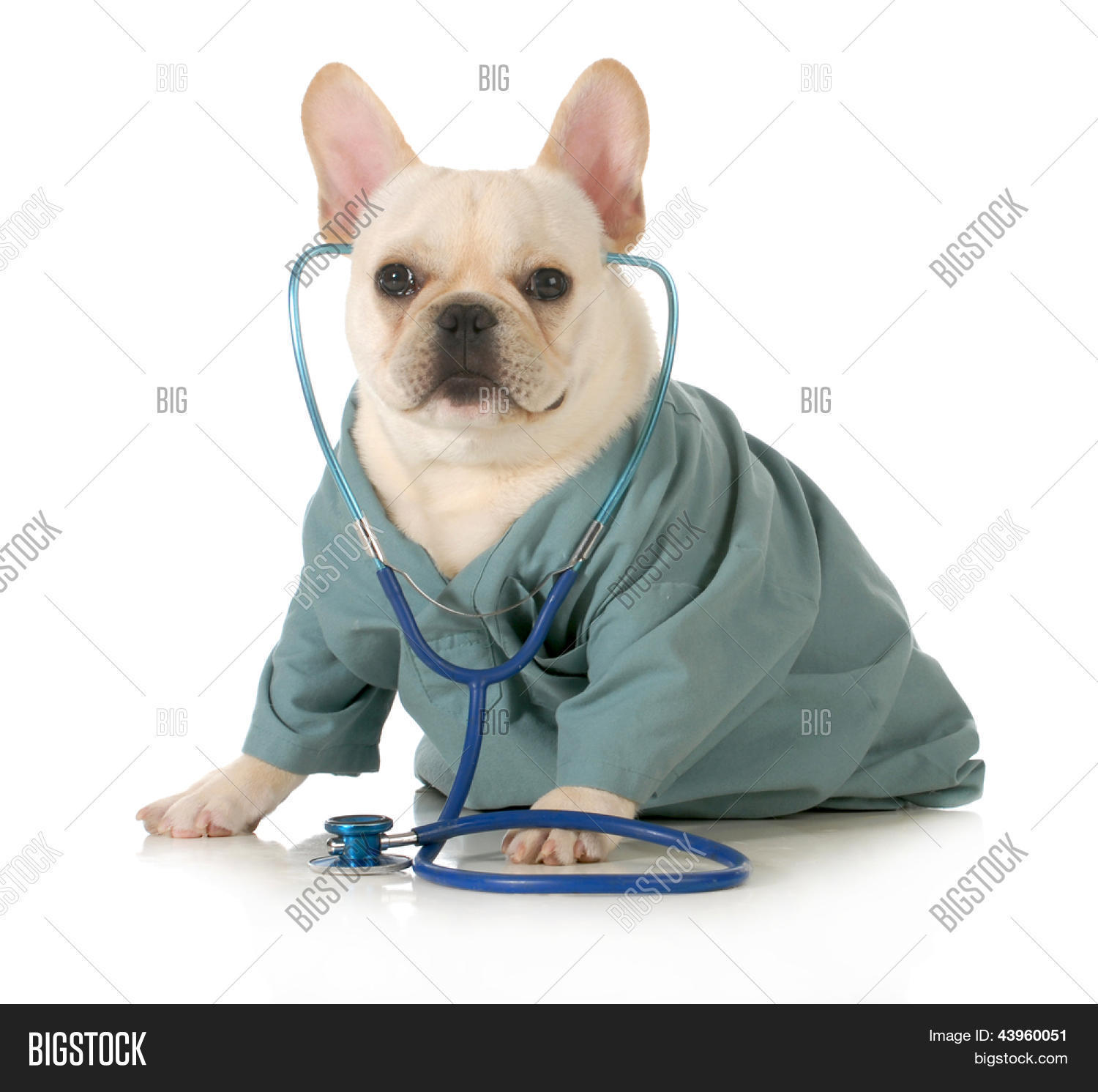 Veterinary Care French Bulldog Image & Photo Bigstock
