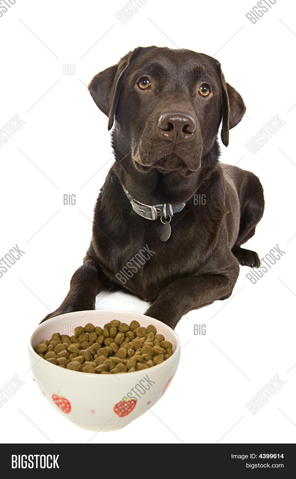 Chocolate Labrador Eating A Bowl Of Food Stock Photo & Stock Images