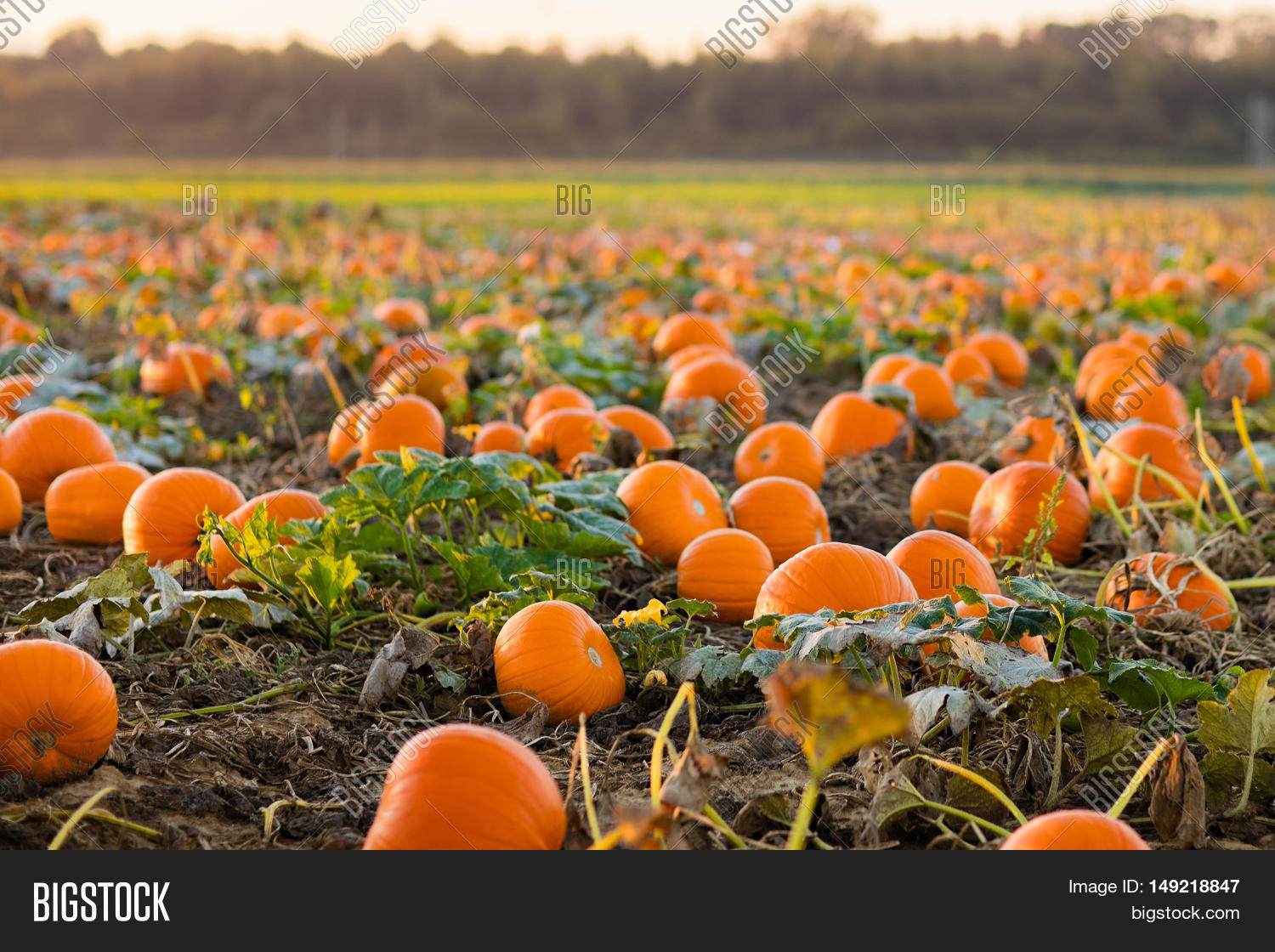 Beautiful Pumpkin Field Germany Image &amp; Photo Bigstock