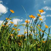 stock photo of blue sky  - Field of spring flowers and blue sky - JPG 