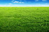 stock photo of blue sky  - Green field and blue sky - JPG 