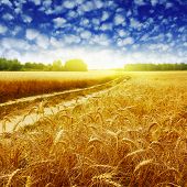 image of sunset  - Country road in wheat field at sunset - JPG 