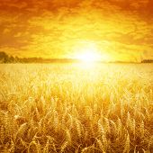 pic of bright  - Bright sunset over wheat field - JPG 