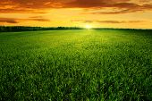stock photo of sunset  - Field of green grass and bright sunset - JPG 