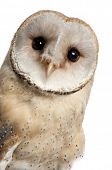 pic of animals  - Barn Owl - JPG 