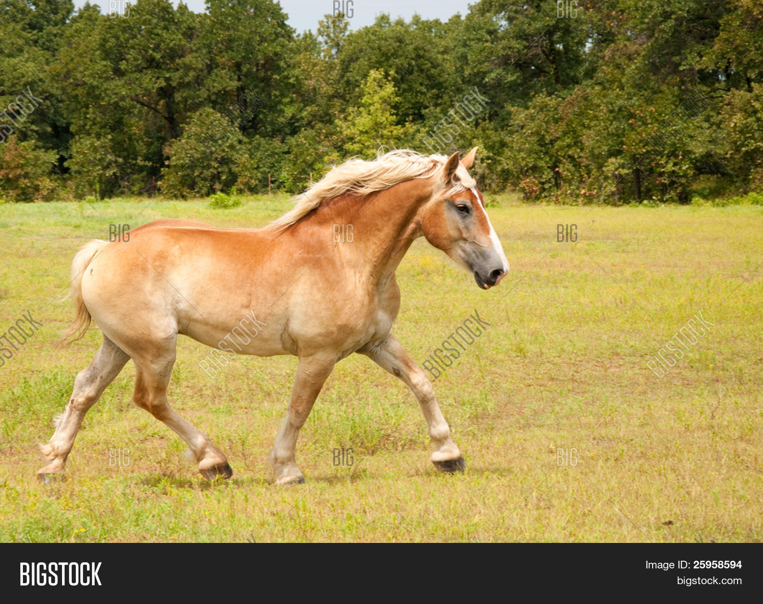 Beautiful Belgian Draft horse in an uphill trot across the pasture Stock Photo & Stock Images