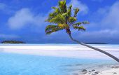 pic of beach  - palm tree on a beautiful tropical beach - JPG 