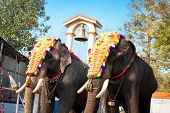pic of religion  - Decorated elephants for parade at the annual festival in Siva Temple - JPG 