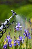 foto of pressure  - Protecting iris flower plant from vermin with pressure sprayer - JPG 