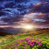 pic of heavens  - Magic pink rhododendron flowers on summer mountain - JPG 