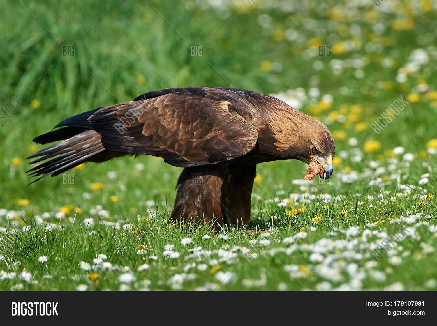 Golden eagle standing on the ground eating raw meat Stock Photo & Stock