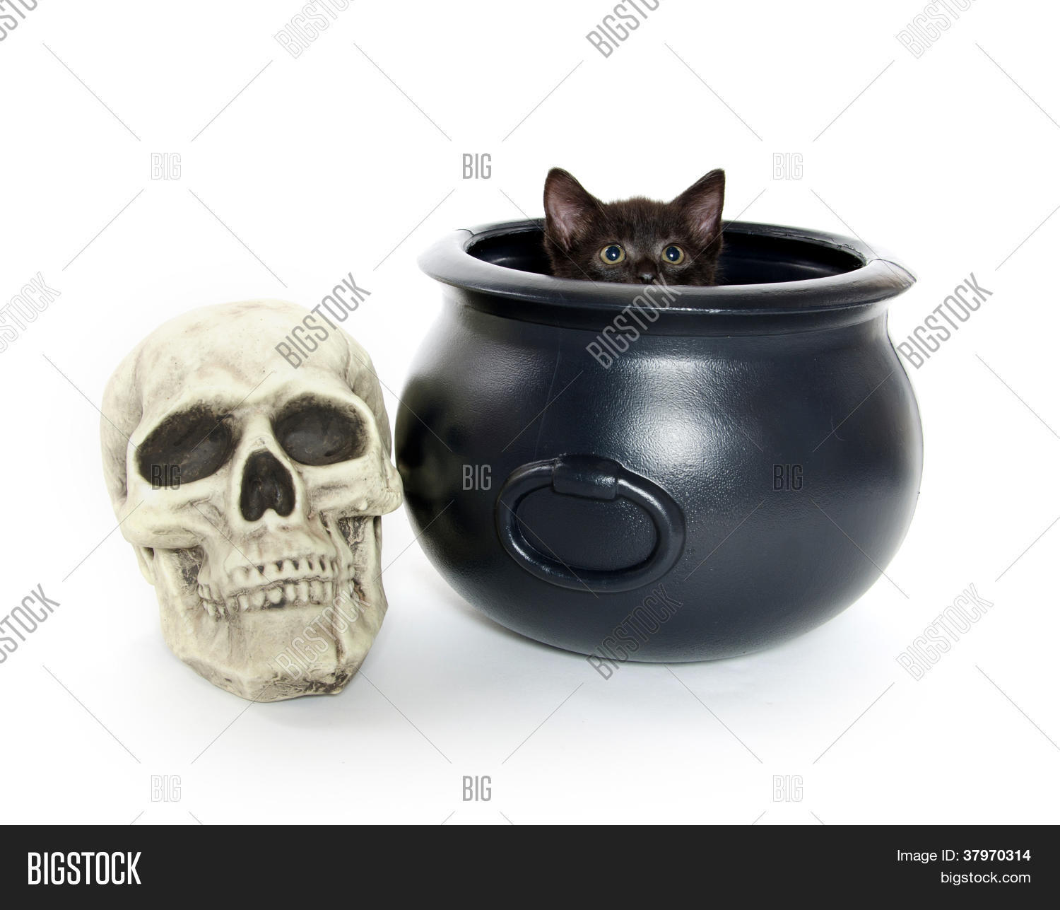 Gatos Gatito Diseño Cocina Top Pequeña Bolsa De Té Bandeja De Merienda ordenado
