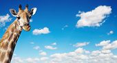 pic of blue sky  - Giraffe - JPG 