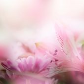 image of beauty  - beautiful flowers made with color filters - JPG 