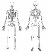 image of human  - Medically accurate line drawing of a human skeleton - JPG 