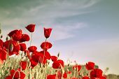 stock photo of blue sky  - Red poppies on a background of sky with clouds - JPG 
