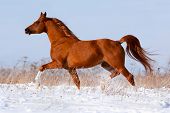 picture of horse  - Arabian chestnut horse running in winter - JPG 