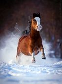 image of horse  - Bay horse galloping in winter forest - JPG 