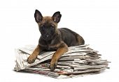 stock photo of newspaper  - Belgian Shepherd lying on a pile of newspaper - JPG 