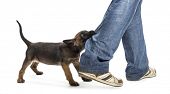 stock photo of bites  - Belgian shepherd puppy biting leg against white background - JPG 