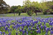 stock photo of country  - Bluebonnets on a hillside in the Texas Hill Country - JPG 