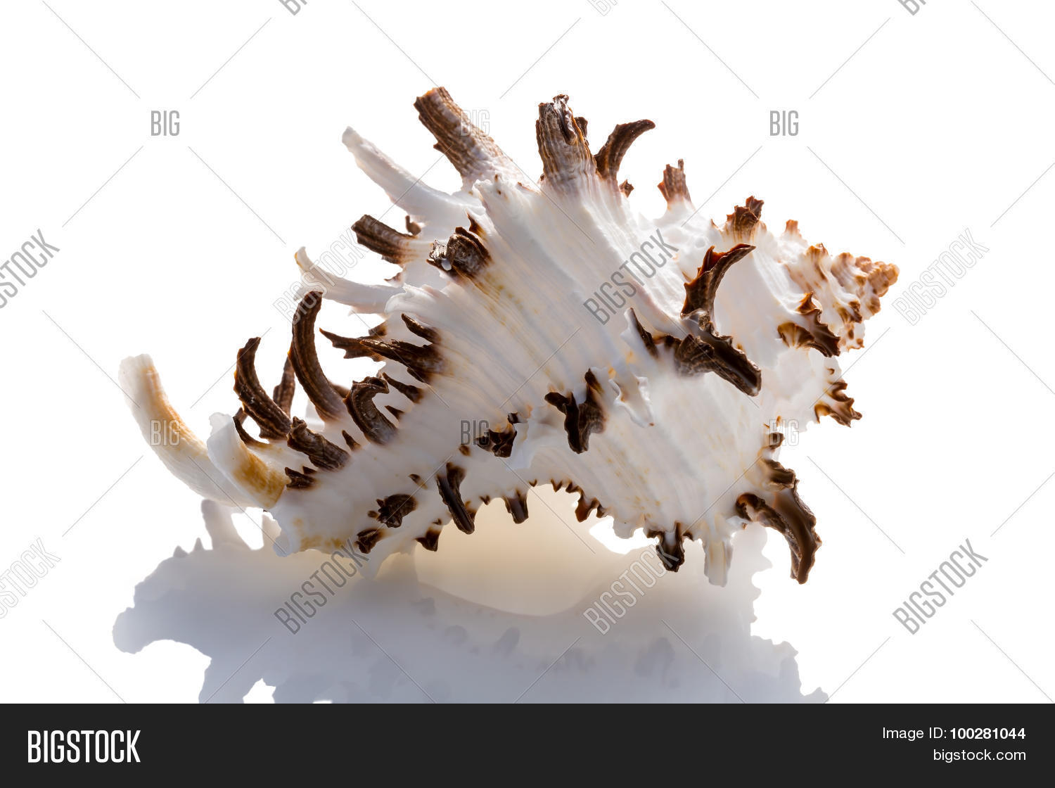 Image Preview