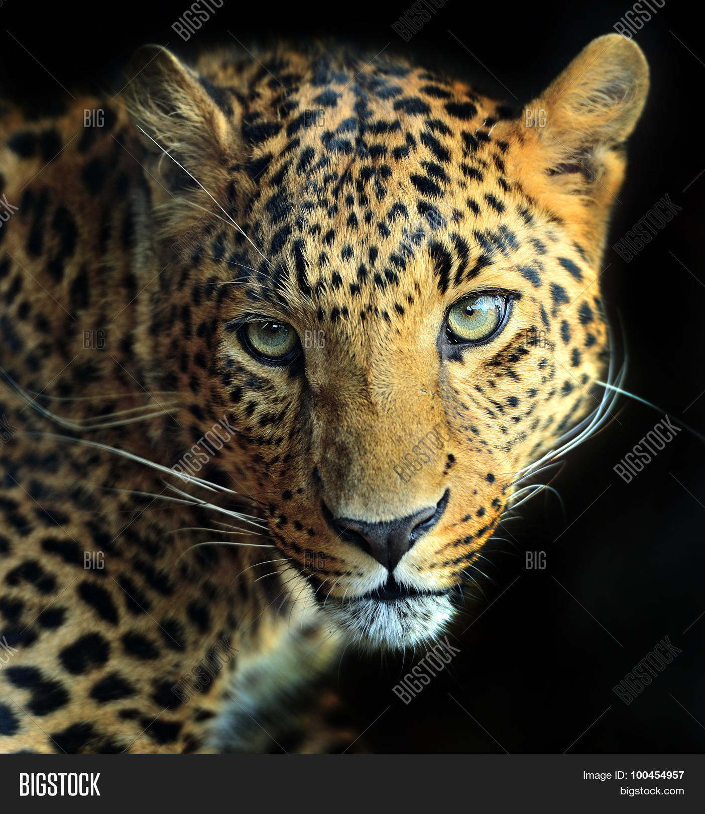 Image Preview