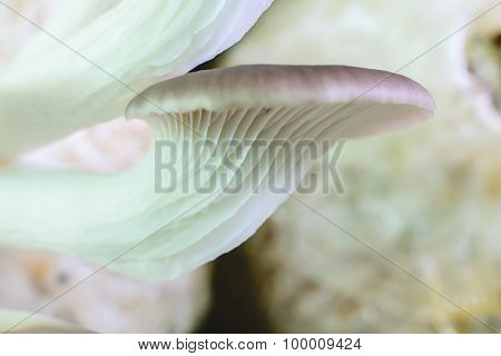 Organic Oyster Mushroom