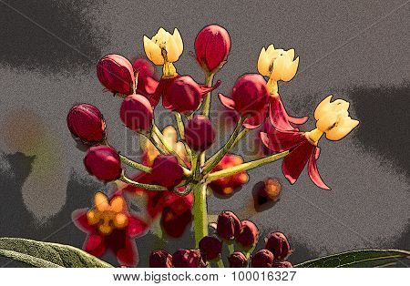 Colorful Butterfly Weed