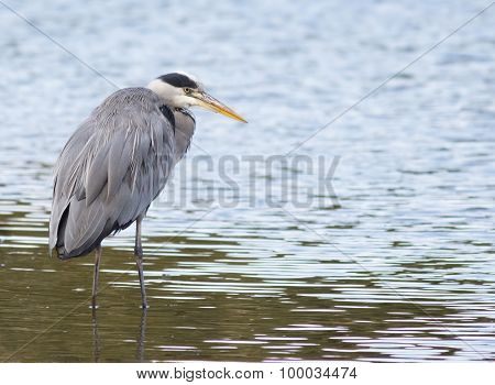 Grey Heron