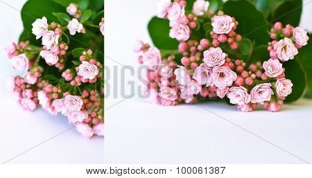 Pink kalanhoe flower with green leaves