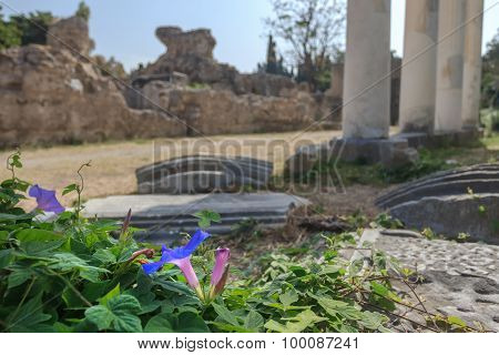Flowering Ipomoea indica plant at antique colonnade of ancient Greek west gymnasium blurry backgroun