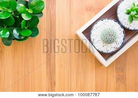 Still Life Natural Tree Cactus Plants on Vintage Wood Background Texture