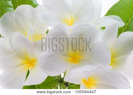 Frangipani (lan Thom) Flower